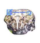 FROG 1day（個別スタンプ：5）