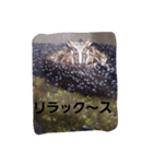 FROG 1day（個別スタンプ：6）