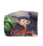 FROG 1day（個別スタンプ：7）