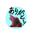 めるぼ（個別スタンプ：13）