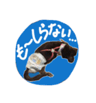 めるぼ（個別スタンプ：16）