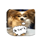 たいくつなパピヨン（個別スタンプ：4）