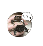 ヒキガエルの日常（個別スタンプ：3）
