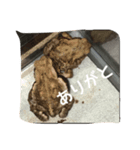 ヒキガエルの日常（個別スタンプ：6）