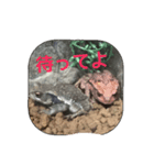 ヒキガエルの日常（個別スタンプ：7）