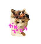 うちのねこララ（個別スタンプ：1）