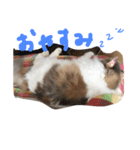 うちのねこララ（個別スタンプ：3）