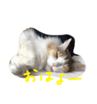 うちのねこララ（個別スタンプ：5）