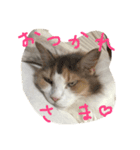 うちのねこララ（個別スタンプ：8）