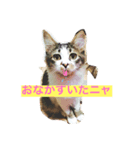 猫のかぼすくん（個別スタンプ：1）
