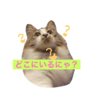 猫のかぼすくん（個別スタンプ：2）