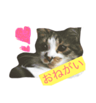 猫のかぼすくん（個別スタンプ：3）