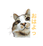 猫のかぼすくん（個別スタンプ：4）