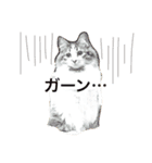 猫のかぼすくん（個別スタンプ：5）