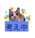 猫のかぼすくん（個別スタンプ：6）