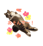 猫のかぼすくん（個別スタンプ：7）