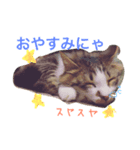 猫のかぼすくん（個別スタンプ：8）