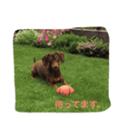 愛犬サスケの1日（個別スタンプ：4）