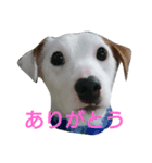 Sam is Jack Russell Terrier（個別スタンプ：1）