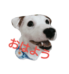 Sam is Jack Russell Terrier（個別スタンプ：2）