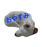 Sam is Jack Russell Terrier（個別スタンプ：3）