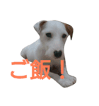 Sam is Jack Russell Terrier（個別スタンプ：4）
