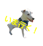 Sam is Jack Russell Terrier（個別スタンプ：7）
