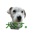 Sam is Jack Russell Terrier（個別スタンプ：8）