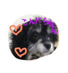 犬さんのスタンプ（個別スタンプ：1）