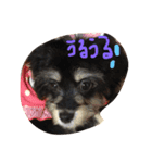 犬さんのスタンプ（個別スタンプ：2）