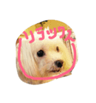 犬さんのスタンプ（個別スタンプ：3）