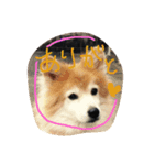 犬さんのスタンプ（個別スタンプ：5）