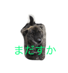 くろっぴーの日々（個別スタンプ：1）