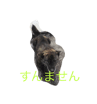 くろっぴーの日々（個別スタンプ：3）