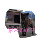 くろっぴーの日々（個別スタンプ：8）