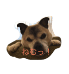 わがまま、わるドック（個別スタンプ：2）