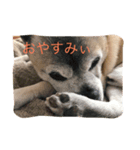 わがまま、わるドック（個別スタンプ：6）