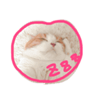 でるたん7（個別スタンプ：1）