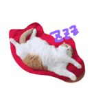 でるたん7（個別スタンプ：3）