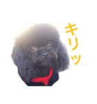 変顔トイプーmix犬わさびはペキプー4（個別スタンプ：4）