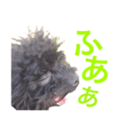 変顔トイプーmix犬わさびはペキプー4（個別スタンプ：6）