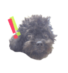 変顔トイプーmix犬わさびはペキプー4（個別スタンプ：7）
