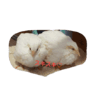 家族はペット4（個別スタンプ：1）