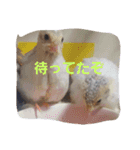 家族はペット4（個別スタンプ：2）