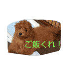 家族はペット4（個別スタンプ：5）