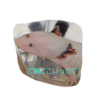 家族はペット4（個別スタンプ：9）