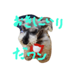 家族はペット3（個別スタンプ：5）