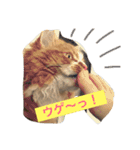 にゃんこのふふ（個別スタンプ：1）
