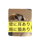 にゃんこのふふ（個別スタンプ：4）
