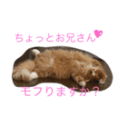 にゃんこのふふ（個別スタンプ：5）